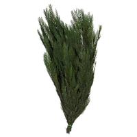 Vickerman 30"-34" 18oz Green Preserved Cedar Boughs