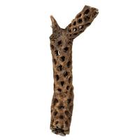 Vickerman 10"-12" Natural Preserved Cholla Cactus