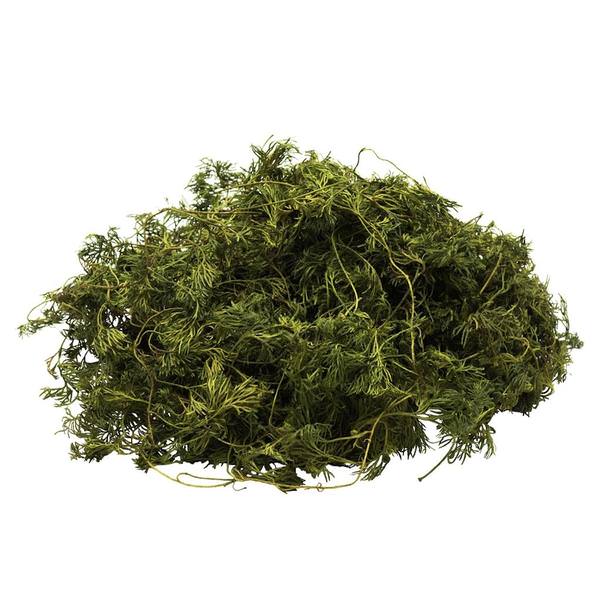 Green Fountain Vine (1.75lbs Box)