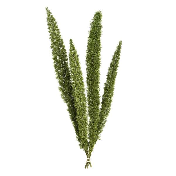 8"-10" Dried Green Foxtail Fern (4 pack)