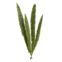 Vickerman 8"-10" Dried Green Foxtail Fern (4 pack)
