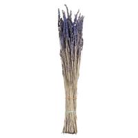 Vickerman 12"-18" 4oz Preserved Lavender Bundle