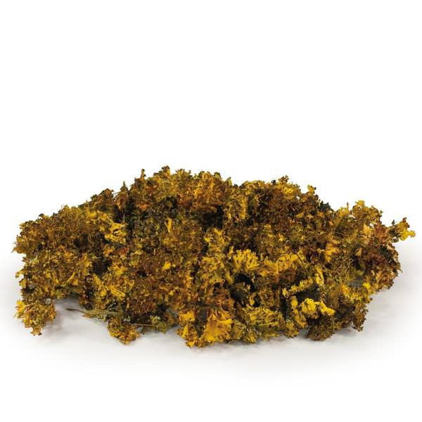 Aspen Gold Preserved Moss Bundle