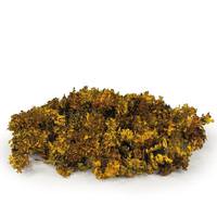 Vickerman Aspen Gold Preserved Moss Bundle