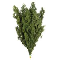 Vickerman 10"-13" Dried Green Ming Fern (4 stems in a bundle)