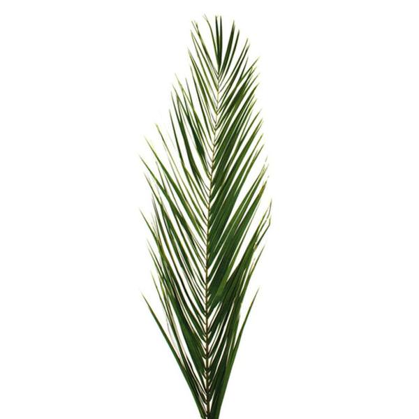 16"-24" Green Phoenix Date Palm Frond (125 Pack)