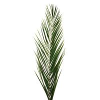 Vickerman 16"-24" Green Phoenix Date Palm Frond (125 Pack)