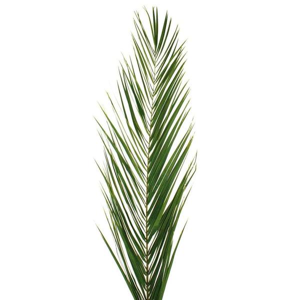 50-58" Green Phoenix Date Palm Leaf (5 pack)