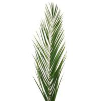 Vickerman 50-58" Green Phoenix Date Palm Leaf (5 pack)