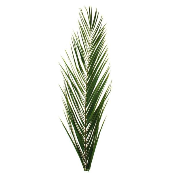 50"-58" Dried Green Phoenix Date Palm Frond Bundle (60 pack)