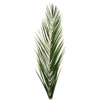 Vickerman 50"-58" Dried Green Phoenix Date Palm Frond Bundle (60 pack)