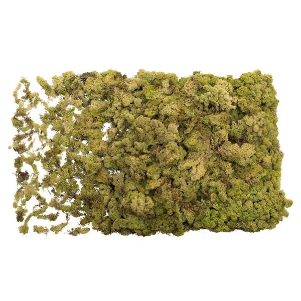 8.8lbs Light Green Preserved Reindeer Moss Bundle