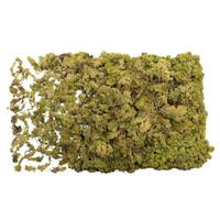 Vickerman 8.8lbs Light Green Preserved Reindeer Moss Bundle