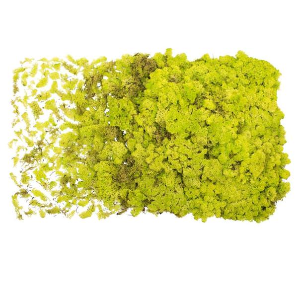Lime Green Preserved Reindeer Moss (8.8 Lb pack)