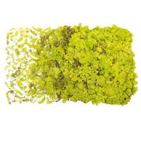 Vickerman Lime Green Preserved Reindeer Moss (8.8 Lb pack)