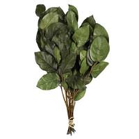 Vickerman 16" 4oz Spring Basil Preserved Salal