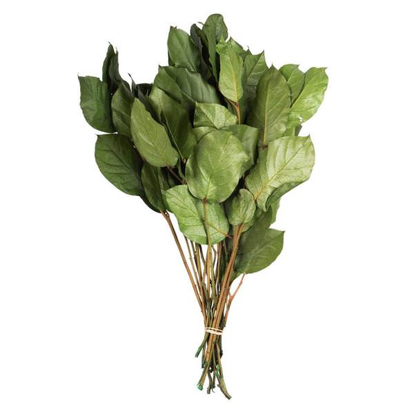 16"-22" 4oz Spring Green Preserved Salal