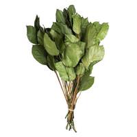 Vickerman 16"-22" 4oz Spring Green Preserved Salal