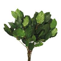Dried and Preserved Standard Plants