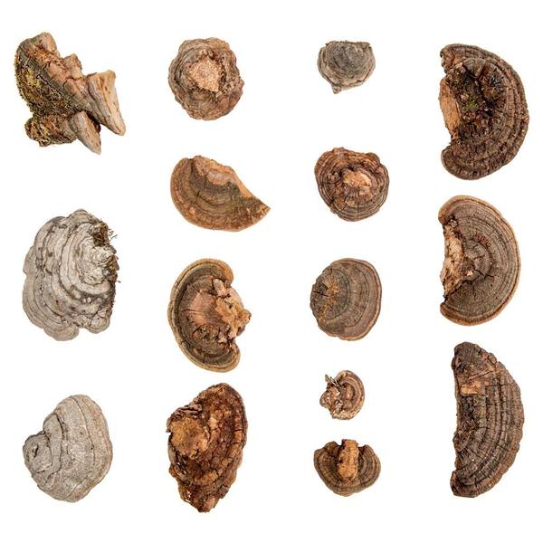 1"-4" Natural Shelf Mushrooms (15 pack)