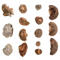 Vickerman 1"-4" Natural Shelf Mushrooms (15 pack)