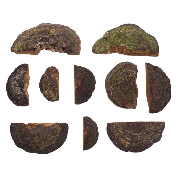 5"-11" Natural Shelf Mushrooms (10 pack)