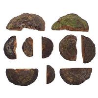 Vickerman 5"-11" Natural Shelf Mushrooms (10 pack)