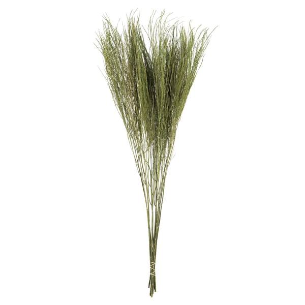 20" Dried Green Tree Fern (10 pack)