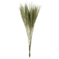 Vickerman 20" Dried Green Tree Fern (10 pack)