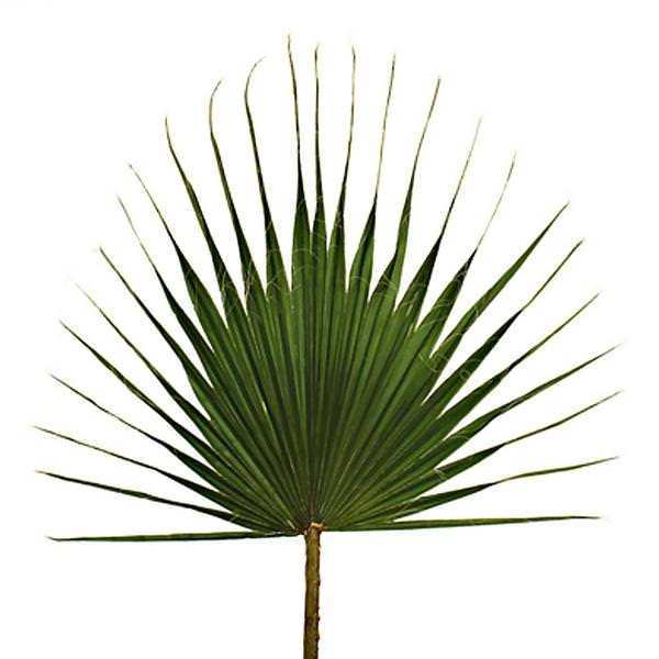 40"-47" Dried Green Washingtonia Palm Frond Bundle (30 pack)