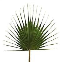 Vickerman 23"-31" Dried Green Washingtonia Palm Frond Bundle (50 pack)