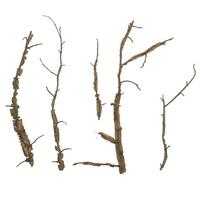 Vickerman Natural Preserved Winged Elm Branches (Bulk Box)