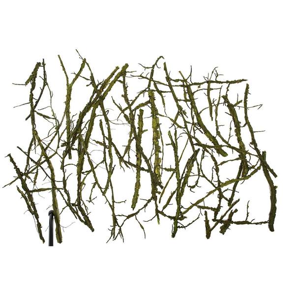 Green Preserved Winged Elm Branches
