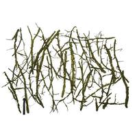 Vickerman Green Preserved Winged Elm Branches