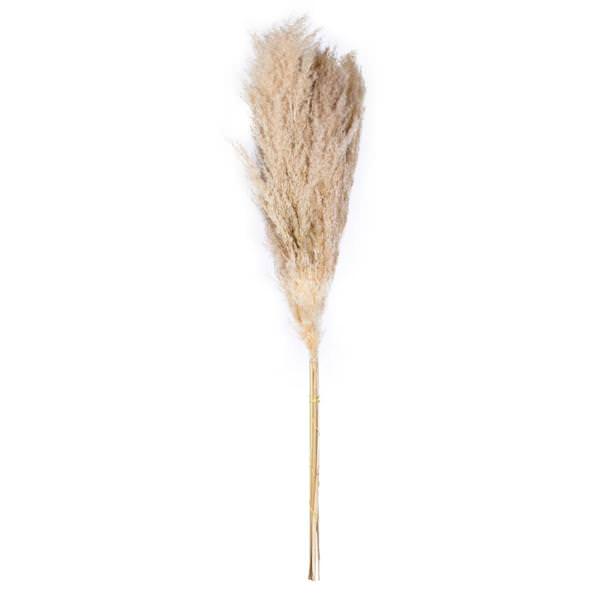46" Natural Dried Pampas Grass Bundle (6 stems)