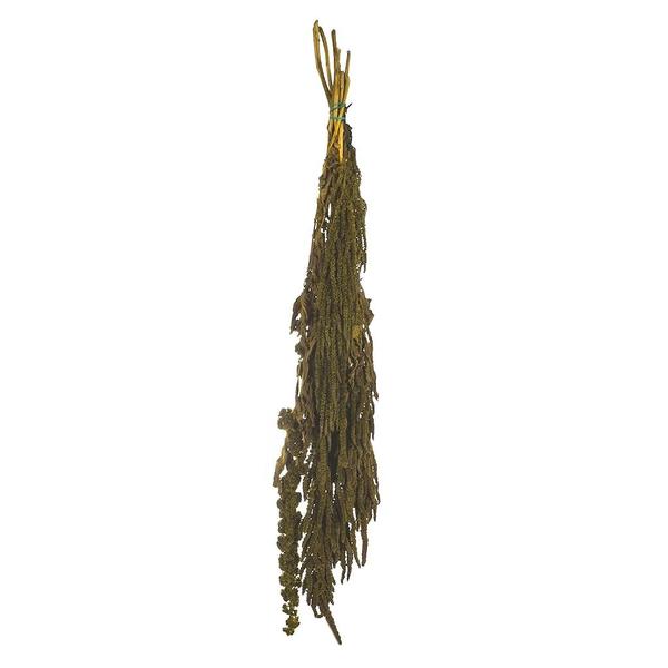 30"-34" 7-8oz Dried Light Green Amaranthus