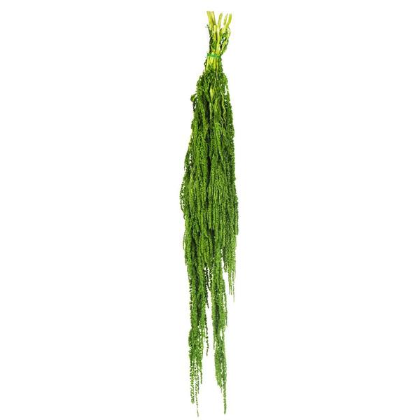 30"-34" 7-8oz Dried Spring Green Amaranthus