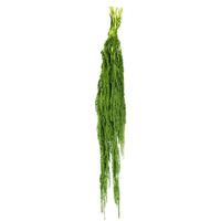 Vickerman 30"-34" 7-8oz Dried Spring Green Amaranthus