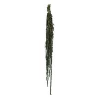 Vickerman 30"-34" 7-8oz Dried Green Amaranthus