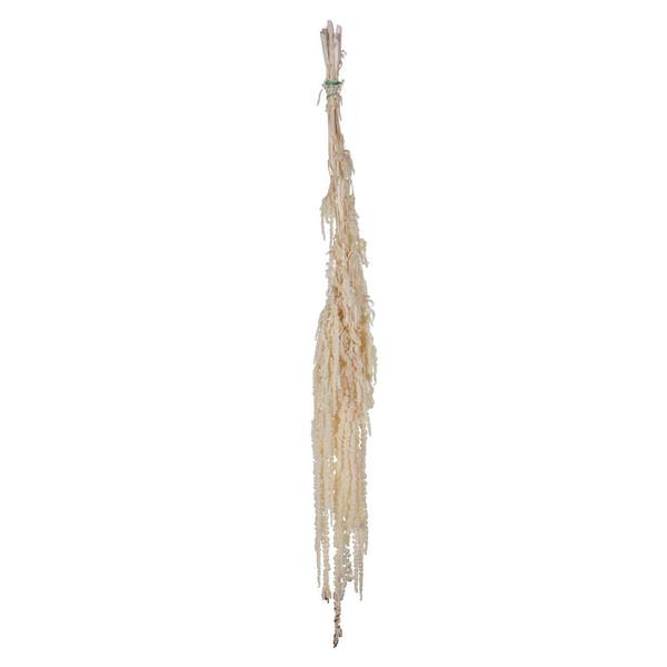 30"-34" 7-8oz Dried White Amaranthus
