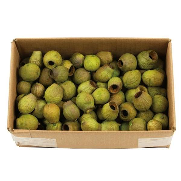 2lbs Basil Preserved Bellgum Pods