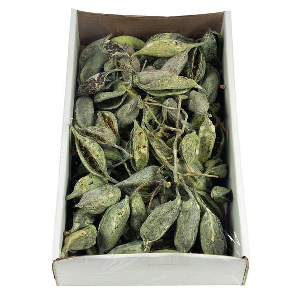 5"-9" 1.1lbs Frosted Green Preserved Brachy Pod Clusters (30 pieces)