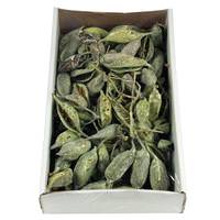 Vickerman 5"-9" 1.1lbs Frosted Green Preserved Brachy Pod Clusters (30 pieces)