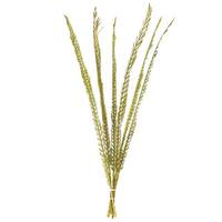 Vickerman 36"-38" Dried Basil Coco Palm Stem (6 pack)