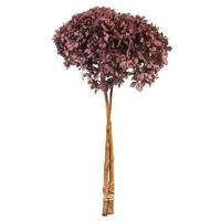 Vickerman 15" Violet Blush Preserved Hydrangea