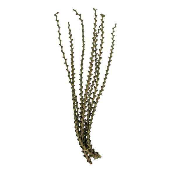 40"-48" Green Preserved Ladder Branches