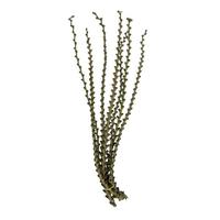 Vickerman 40"-48" Green Preserved Ladder Branches