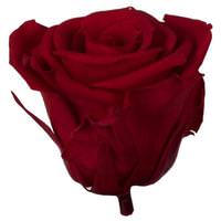 Vickerman 2.5"-3" Red Preserved Rose (48 pack)