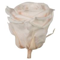 Vickerman 2.5"-3" Blush Pink Preserved Rose (48 pack)