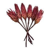 View 14" Erica Pink Preserved Repens (6 stems)